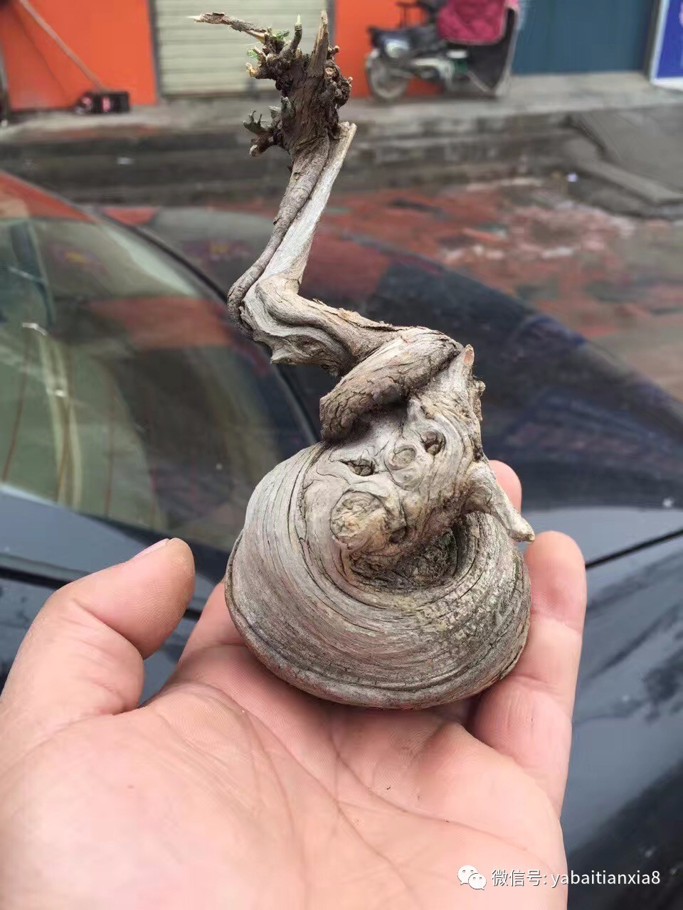 王贾桥小学举行区级课题开题会“华体会体育hth官方网站”