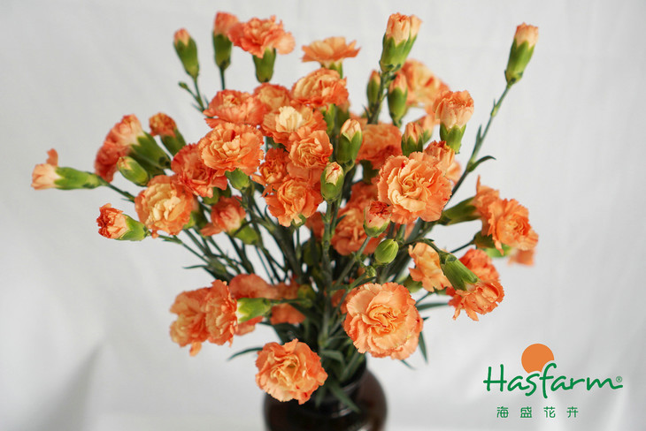 创造与冒险,有限玩法中带着无限可能的《手工星球》_华体会体育hth官方网站(图1) 华体会体育hth官方网站