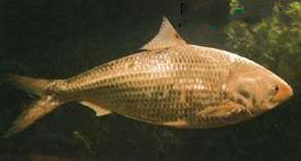 “hth官网入口”《格斗猎人》多样化任务系统 游戏任务解析(图2) 华体会体育hth官方网站