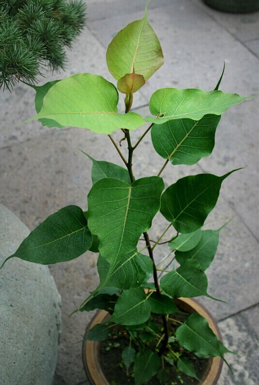 hth官网入口-点燃开幕式的烟火！《推理学院》全新版本4月18日正式更新